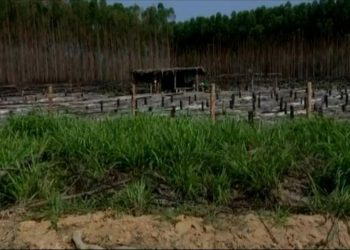 Lotes pertencem à Suzano Papel e Celulosa, mas são invadidos — Foto: Reprodução/TV Gazeta