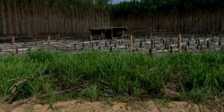 Lotes pertencem à Suzano Papel e Celulosa, mas são invadidos — Foto: Reprodução/TV Gazeta
