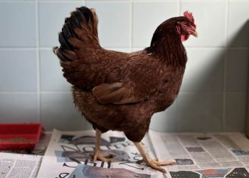 Foto: AELArlington/Twitter Reprodução

É permitida a reprodução desde que citada a fonte: https://www.marcoeusebio.com.br/coluna/galinha-e-capturada-ao-invadir-area-de-seguranca-do-pentagono/71429
Copyright © Marco Eusébio - Entrelinhas da Notícia