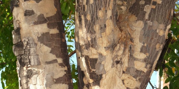 Foto: Assessoria de Comunicação do Incaper