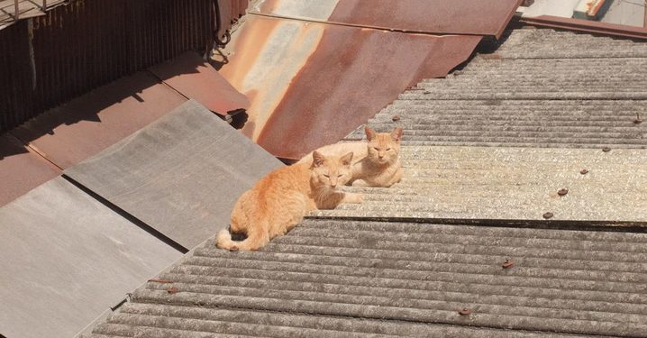 Foto: petz