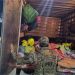 Foto: sitebarra
