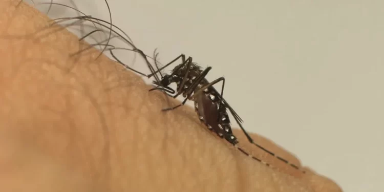 Foto: Sesa/Divulgação