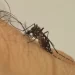 Foto: Sesa/Divulgação