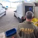 Crédito: Divulgação/Ibama